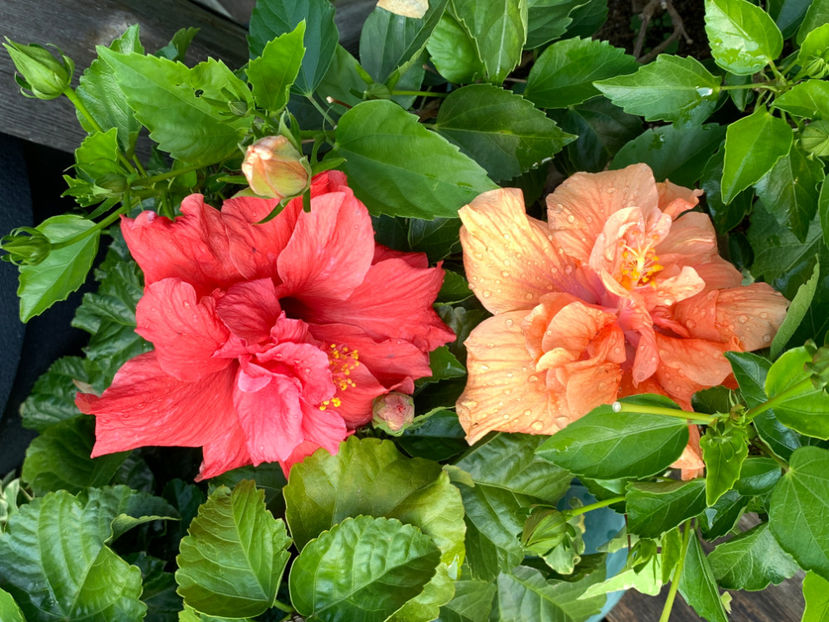  - Jurnalul gradinii 2021