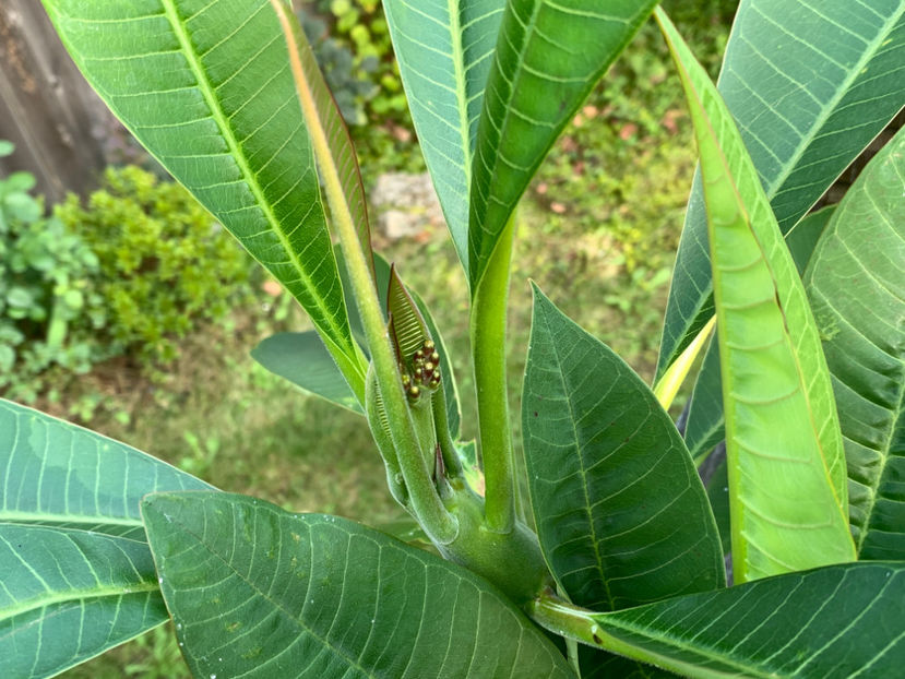  - Jurnalul gradinii 2021