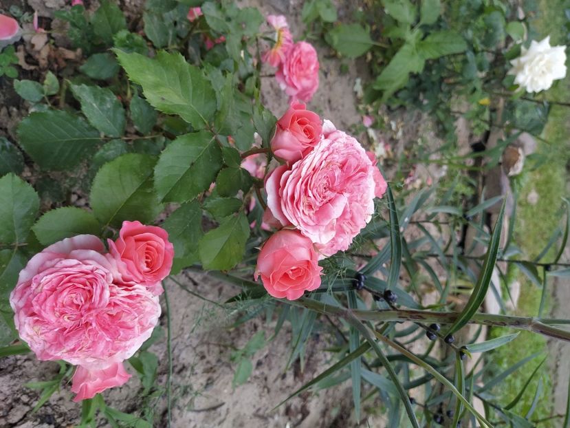 Laurent Cabrol - Trandafiri 2021