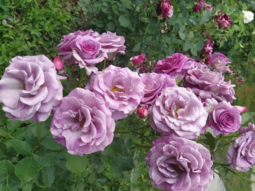 Violet Parfumee - Trandafiri 2021