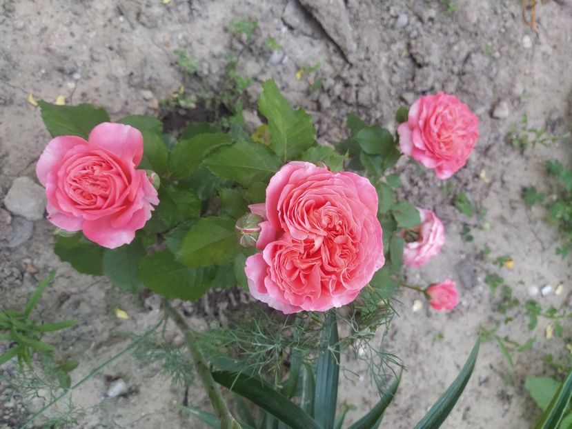 Emilian Guilot - Trandafiri 2021