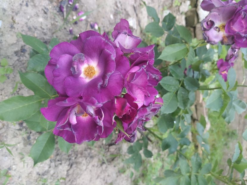 Princes Sybila de Luxemburg - Trandafiri 2021