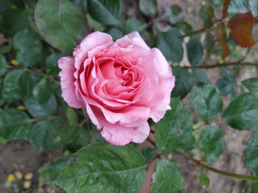 Laurent - Trandafiri 2021