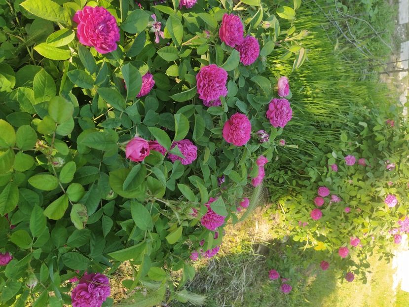 Rose de resh - Trandafiri 2021