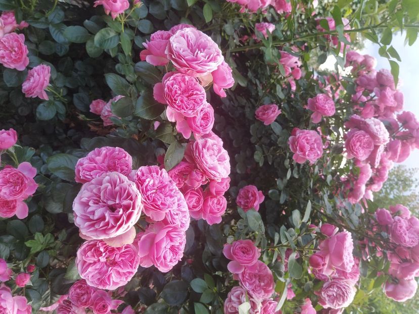 Leonardo - Trandafiri 2021