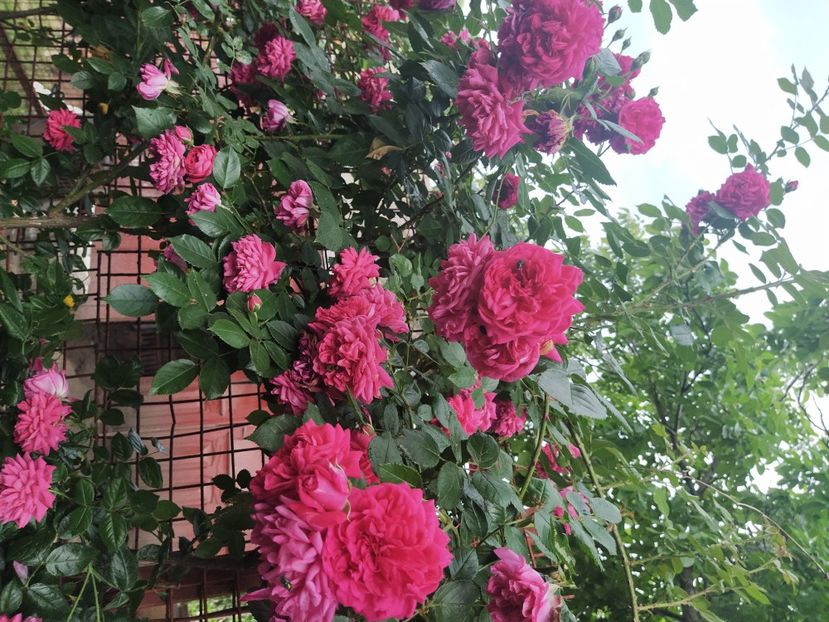 Laguna - Trandafiri 2021