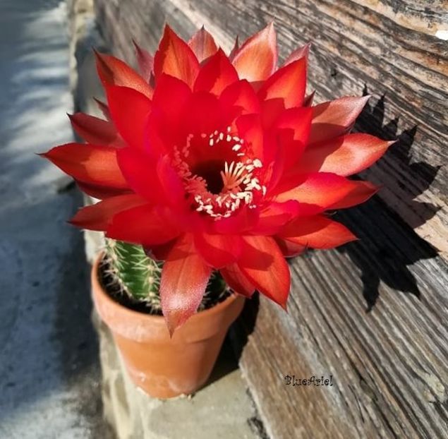  - Echinopsis hb Raoul Wallenberg