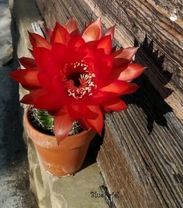  - Echinopsis hb Raoul Wallenberg