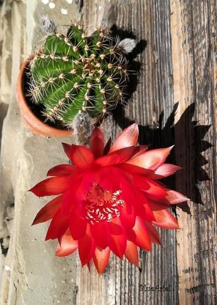  - Echinopsis hb Raoul Wallenberg
