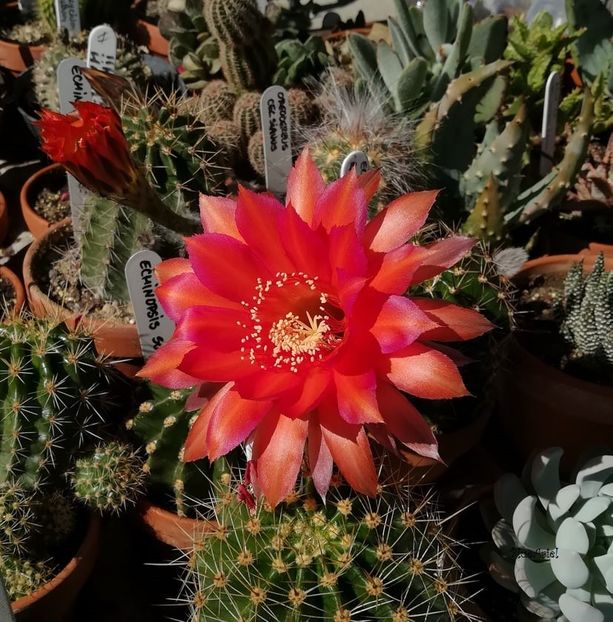 Echinopsis hb Raoul Wallenberg - 2021