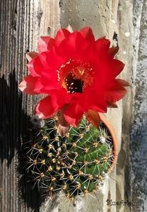 Ehcinopsis Firelight - 2021