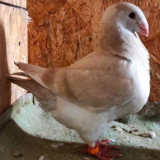  - 3---AGH DAȚI 2019 - 2025