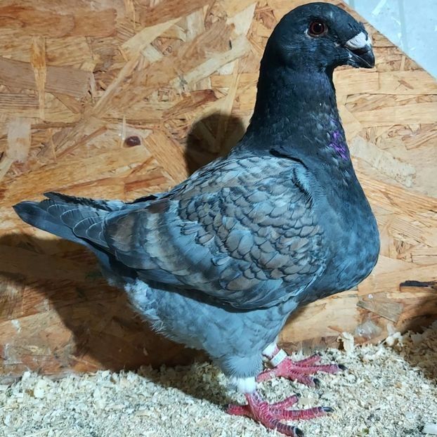  - 3---AGH DAȚI 2019 - 2025