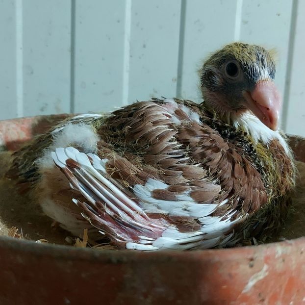  - 3---AGH DAȚI 2019 - 2025