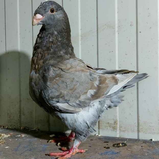  - 3---AGH DAȚI 2019 - 2025