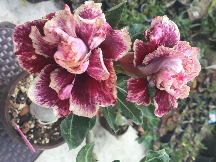 76CF3A2C-5105-41E9-A094-415691F9CF03 - Golden Years