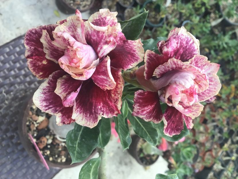 1F308276-03A2-4825-AB3B-D71B9566B7B3 - Golden Years