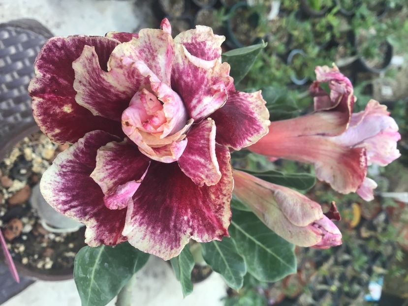 0D893FF2-AB5A-4E2B-844A-0C44BAABF22D - Golden Years