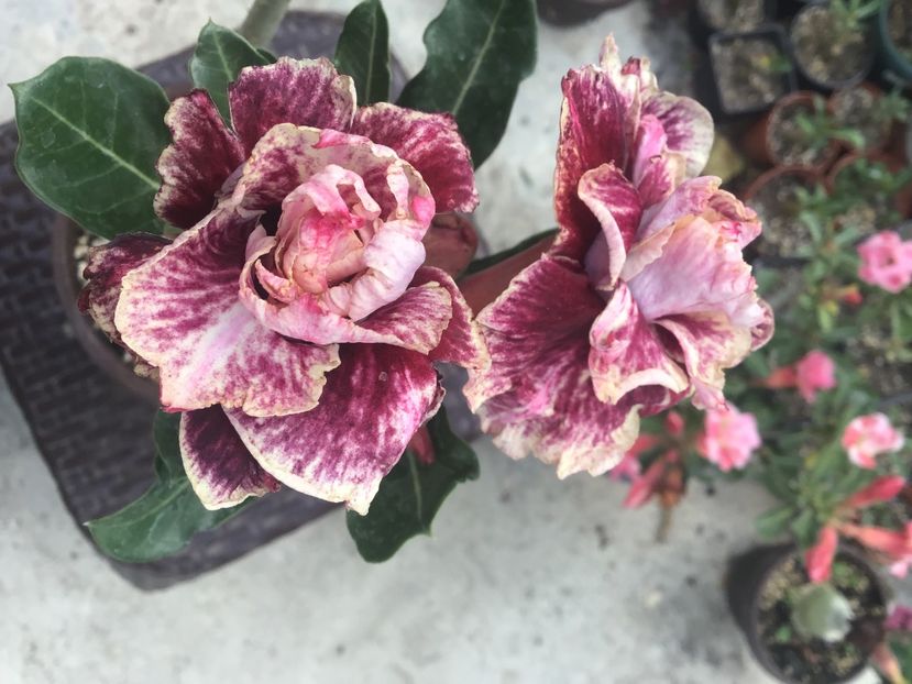 9D638984-AA86-41DC-9B01-7BDEC27B2A43 - Golden Years