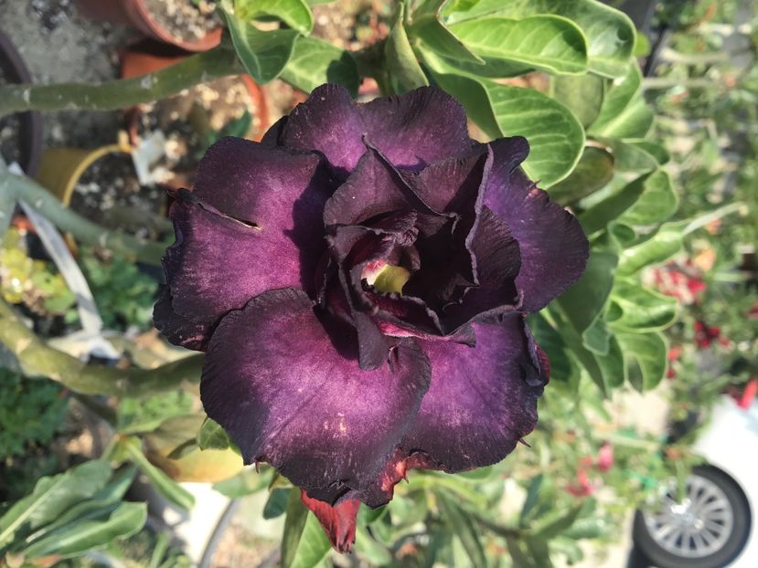 F8358FB1-068E-40DC-BEBF-25620900B700 - Saphire