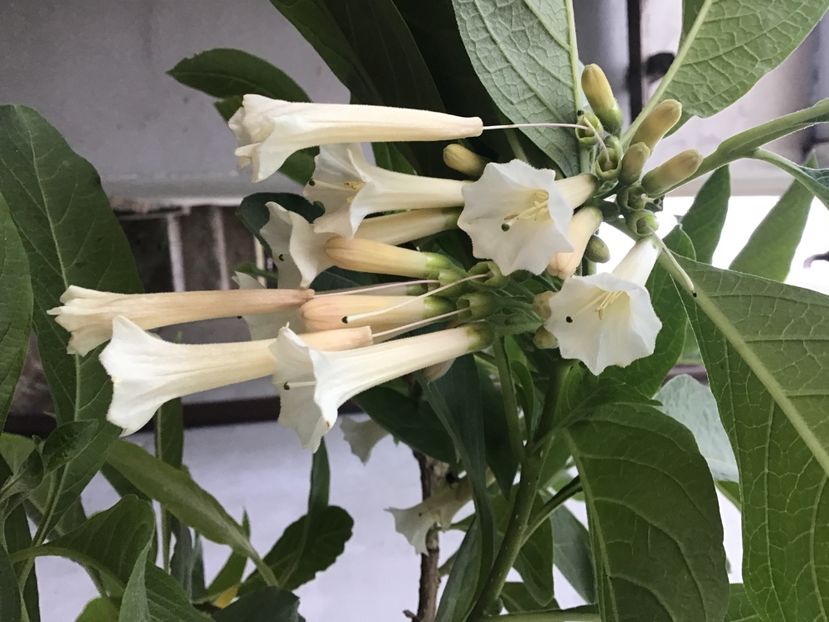 98C955BE-4E9F-49C6-A447-9484EE691733 - Iochroma Interspecific White Knight