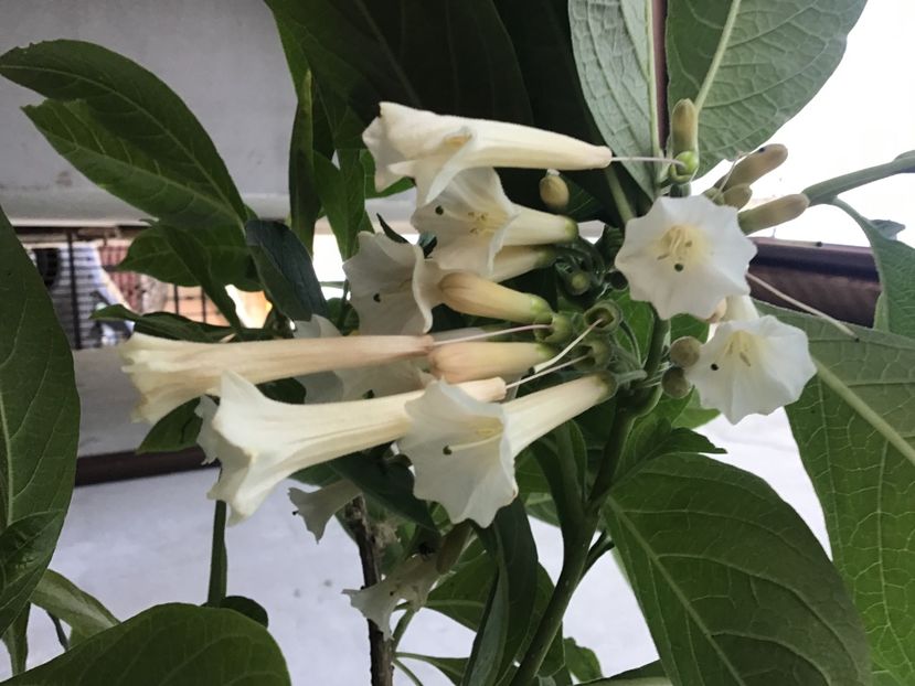 E095EB6F-82D2-4094-9580-858D83D045C7 - Iochroma Interspecific White Knight