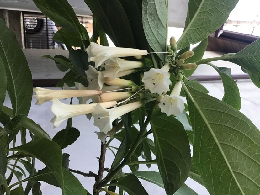 2FAC323E-276C-4D9C-A909-82B81E59D724 - Iochroma Interspecific White Knight