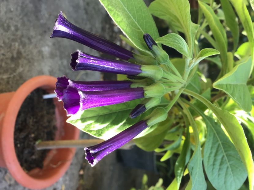 A616ECD8-CEEE-4BA1-9C57-CA76E3E8CBA7 - Iochroma Royal Blue