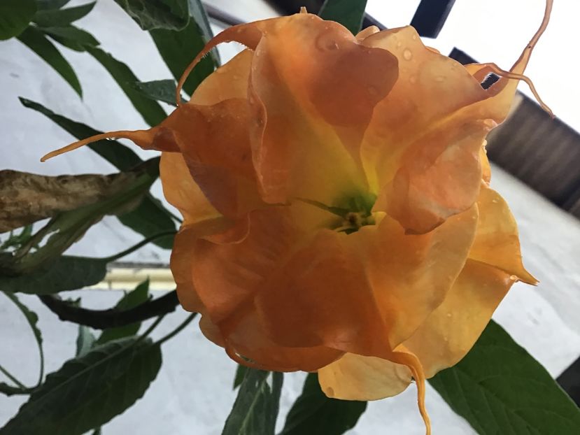 C1D2EBD2-5AD8-4339-9A6E-0D276DEA8A6B - Langenbusher