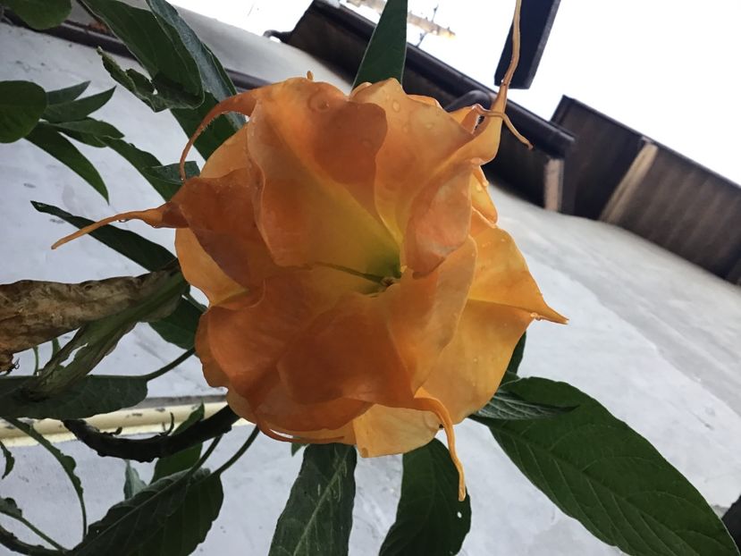 AC383497-0D55-490C-92D6-AA9BE1C7FC7E - Langenbusher