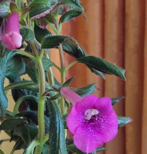  - BRID-S BIRGT ILAUSKY