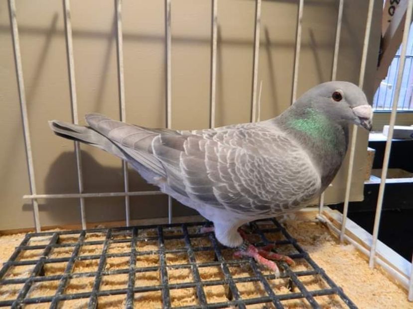  - Nu îmi aparțin 3