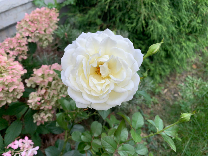  - Jurnalul gradinii 2021