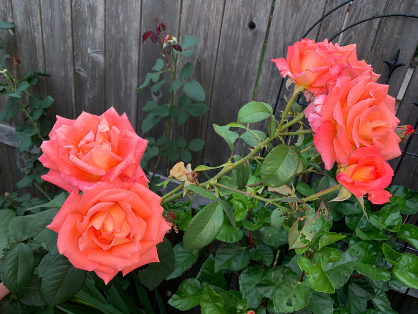  - Jurnalul gradinii 2021