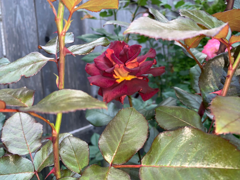  - Jurnalul gradinii 2021