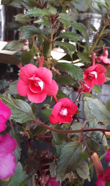  - R21 - ETIENNE ANDERSON