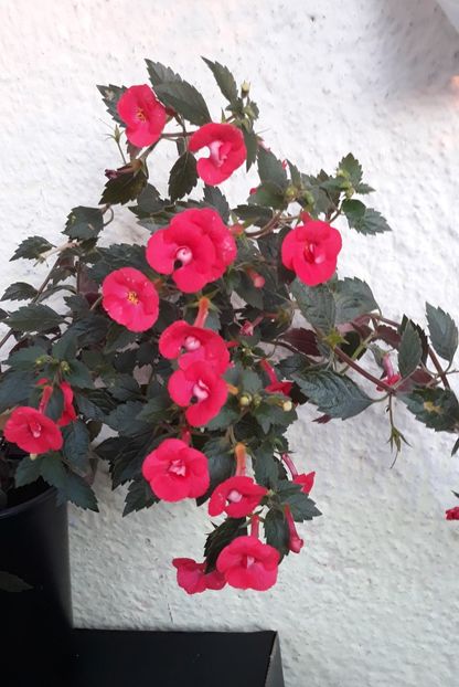  - 001 2021 - Desiree