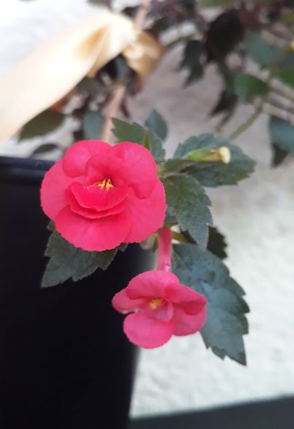  - 001 2021 - Desiree