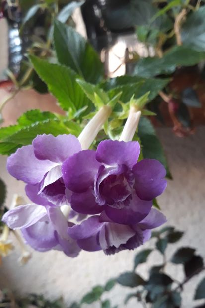  - 0001 2022 - BriD s Sarina