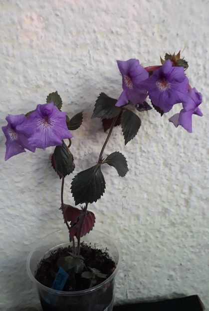  - 001 2021 - RF s PAIOLA SCALCO