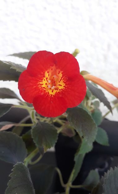  - 001 2021 - MM s TANIA