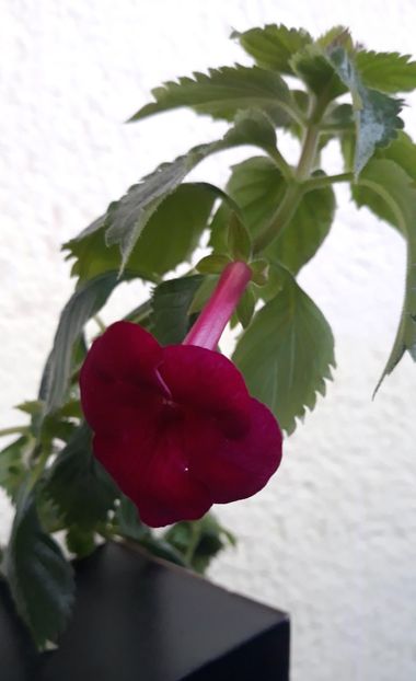  - R21 - RF s MEXICAN BURGUNDY