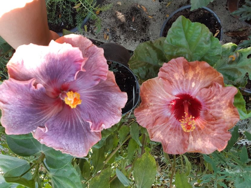  - YDragon bay trezure