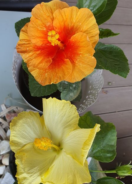 - Hibiscus