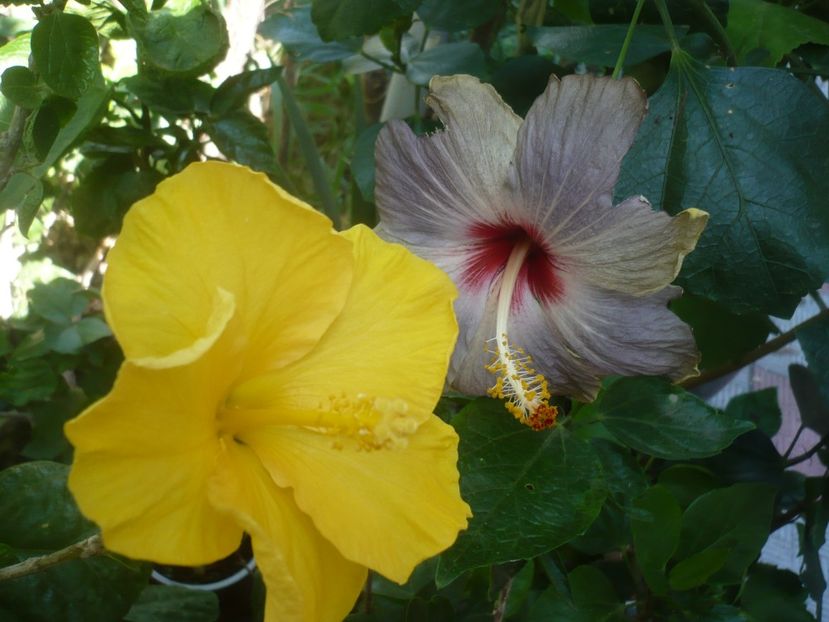 15.09.2021 - HIBISCUSI 2021-3