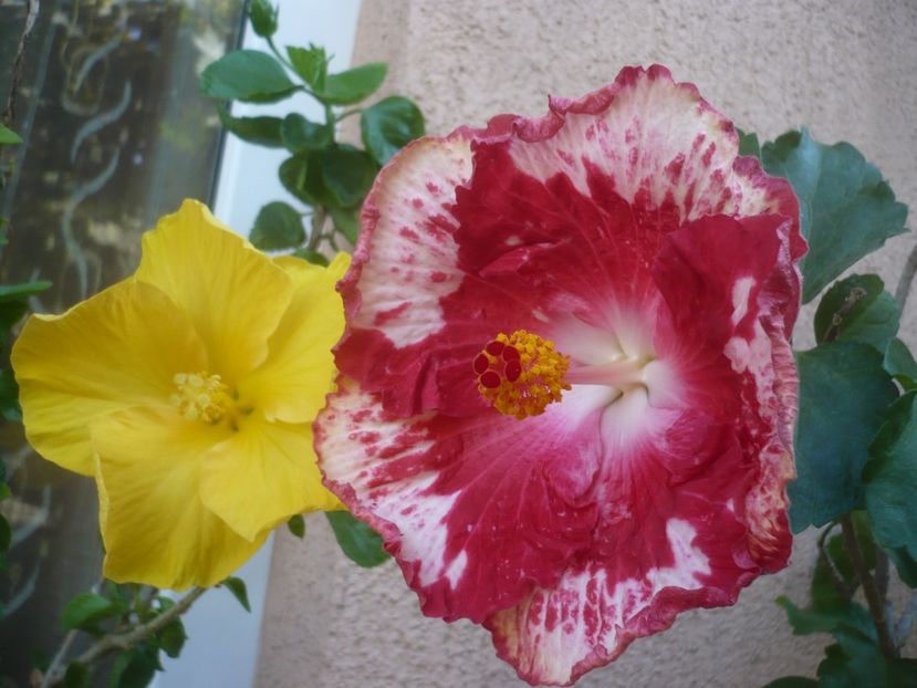 P1510020 - HIBISCUSI 2021-3