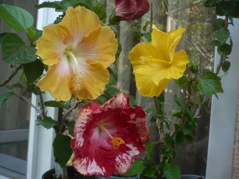 P1510024 - HIBISCUSI 2021-3