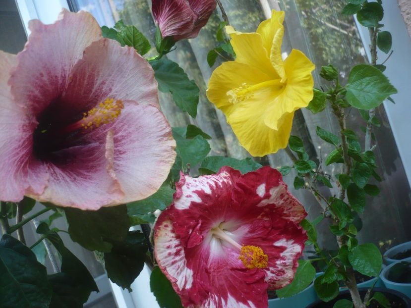 P1510025 - HIBISCUSI 2021-3