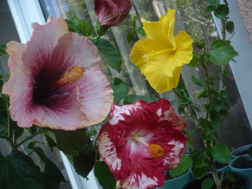 P1510026 - HIBISCUSI 2021-3