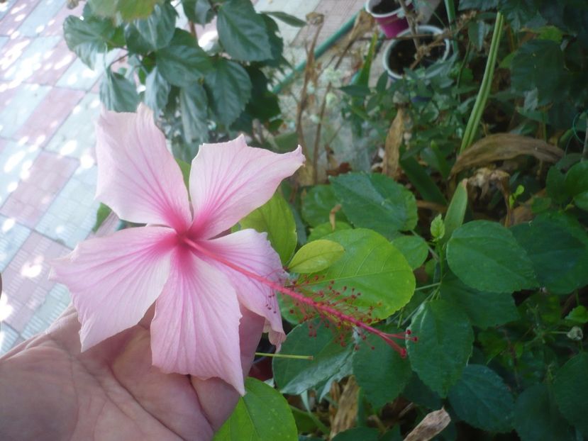 P1510013 - HIBISCUSI 2021-3